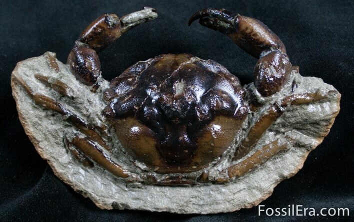 D Fossil Crab Pulalius - Washington State #7318